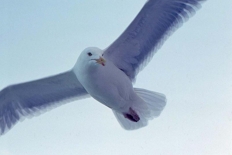 WT 2700 338-18 UK 1992-1.jpg